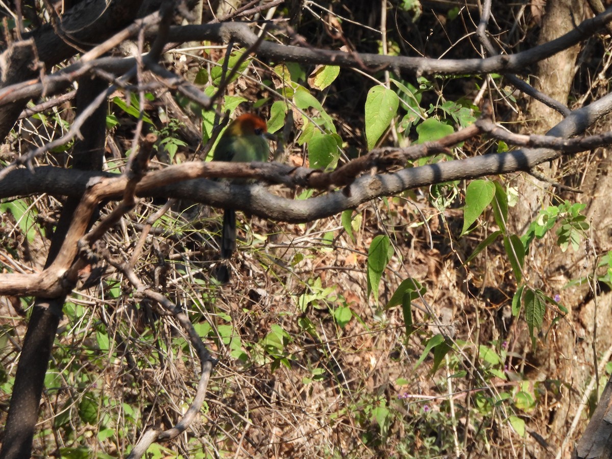 Russet-crowned Motmot - ML647036145