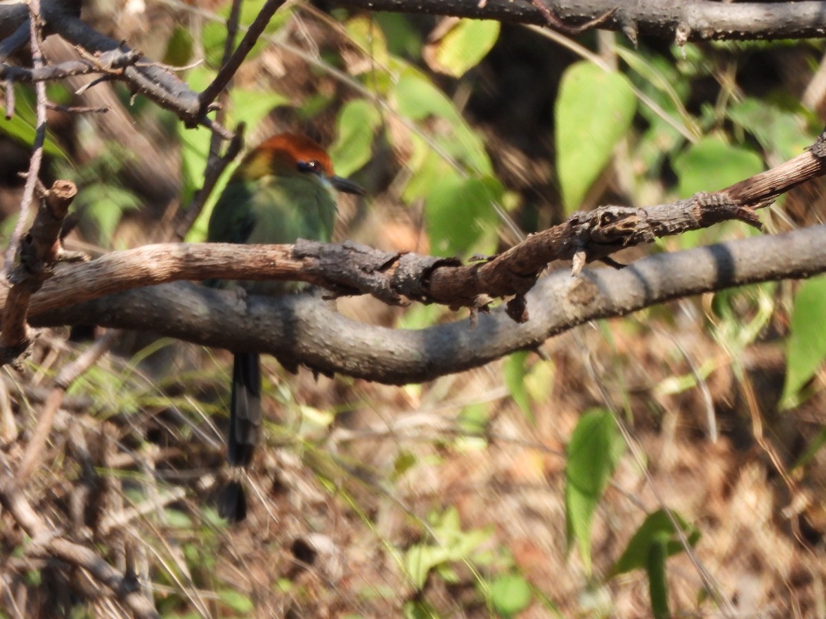 Russet-crowned Motmot - ML647036146