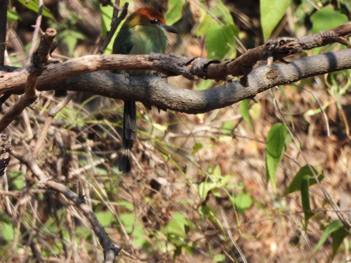 Russet-crowned Motmot - ML647036147