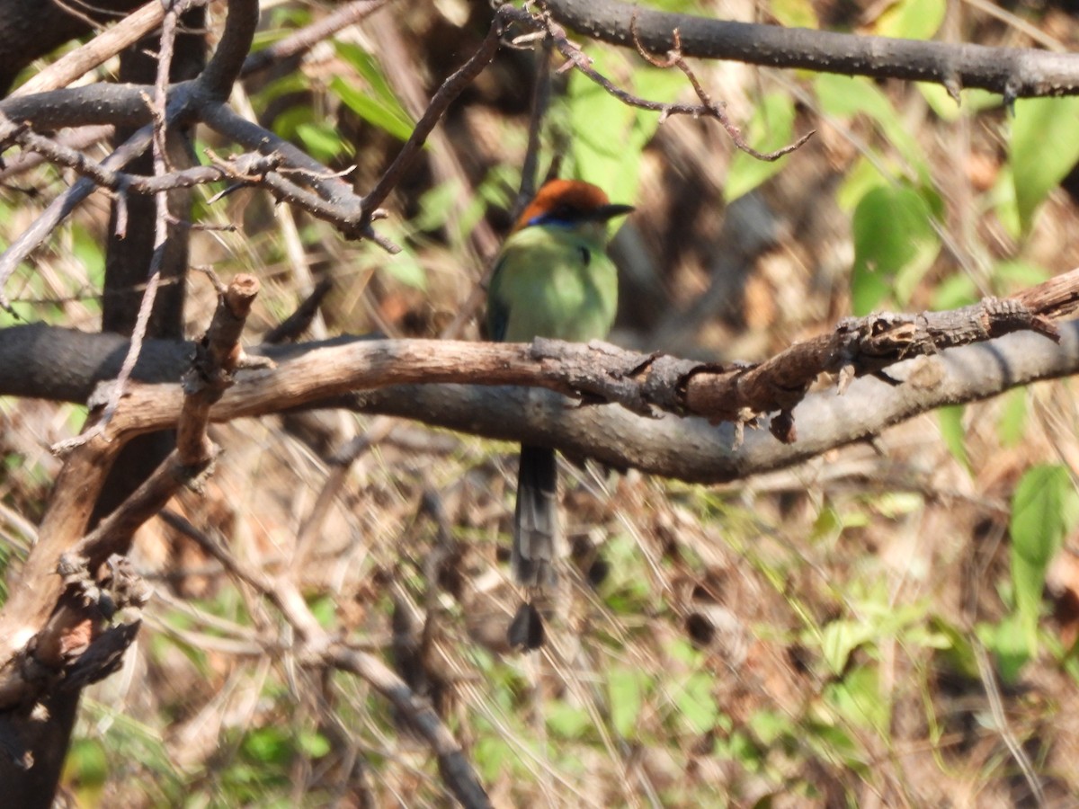 Russet-crowned Motmot - ML647036148