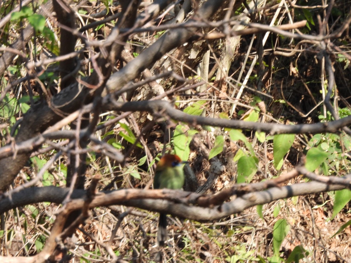 Russet-crowned Motmot - ML647036149