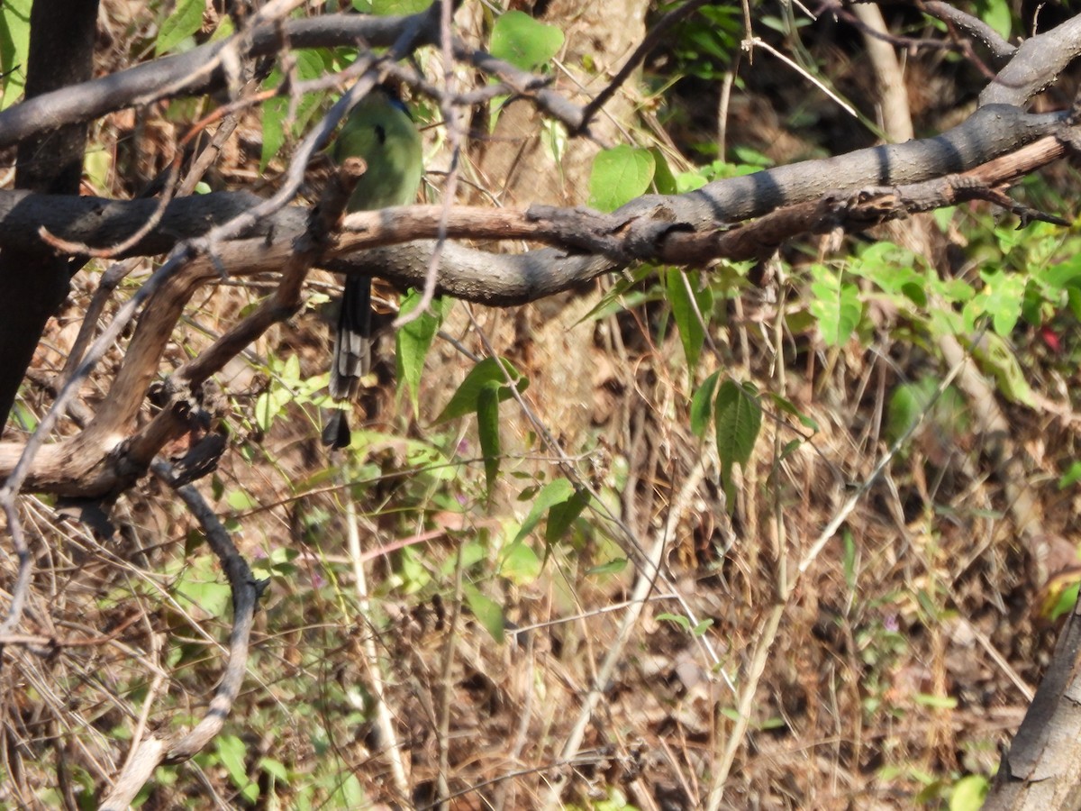 Russet-crowned Motmot - ML647036151
