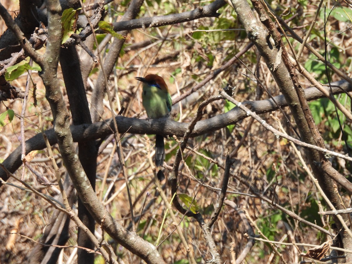 Russet-crowned Motmot - ML647036152
