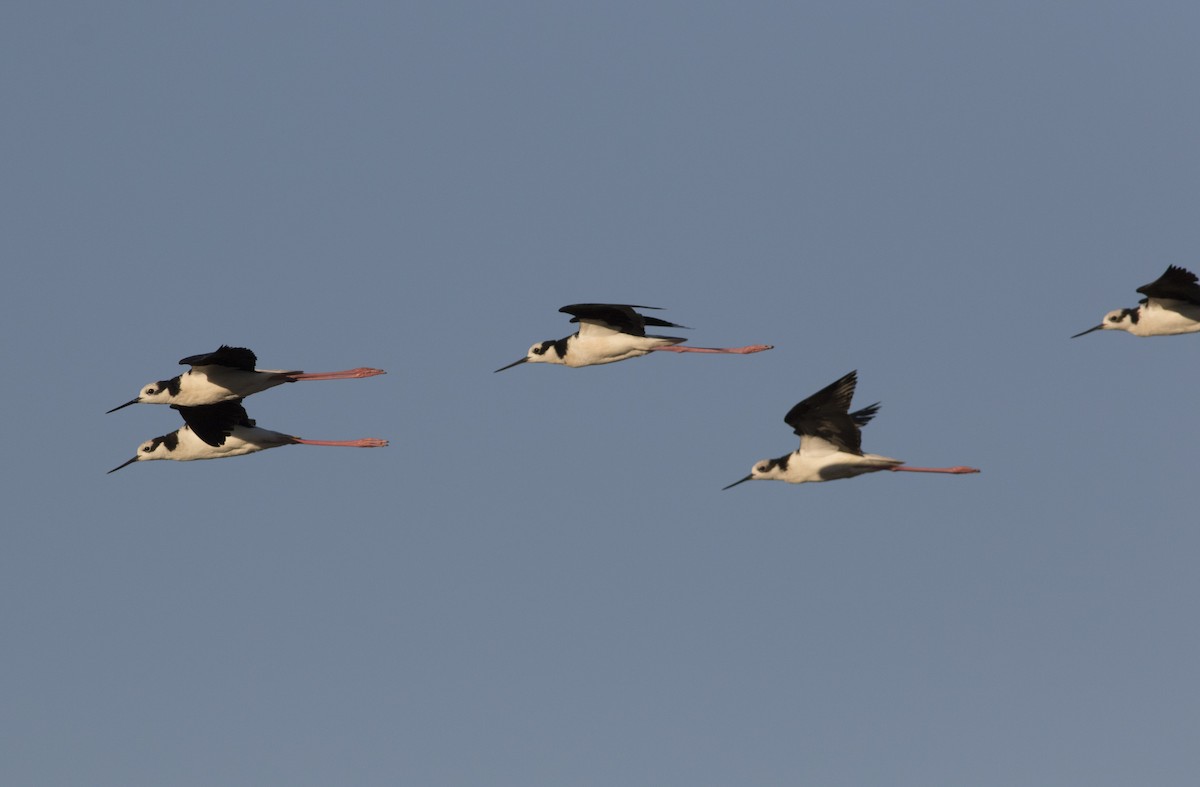 pisila černokrká - ML647036171