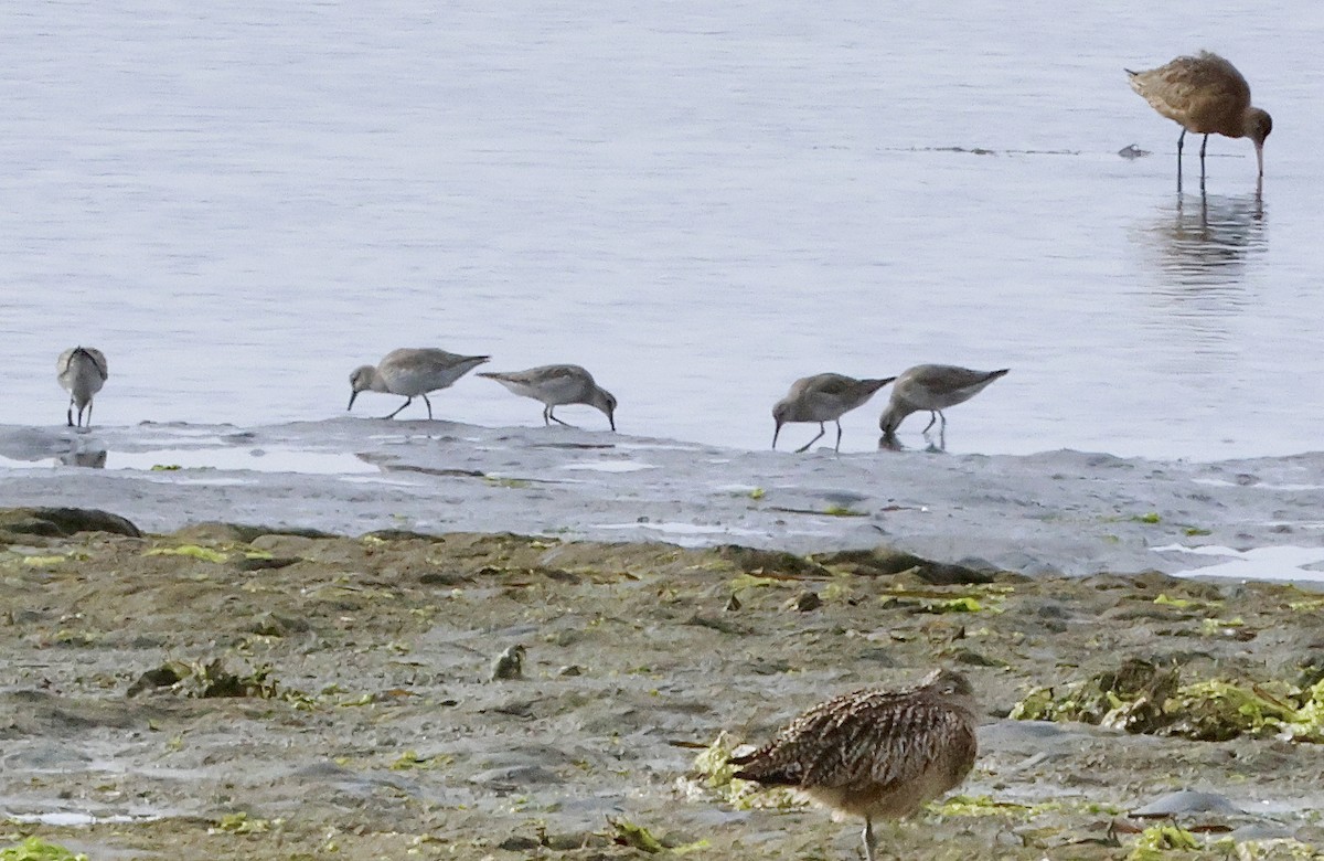 Bécasseau maubèche - ML647036177