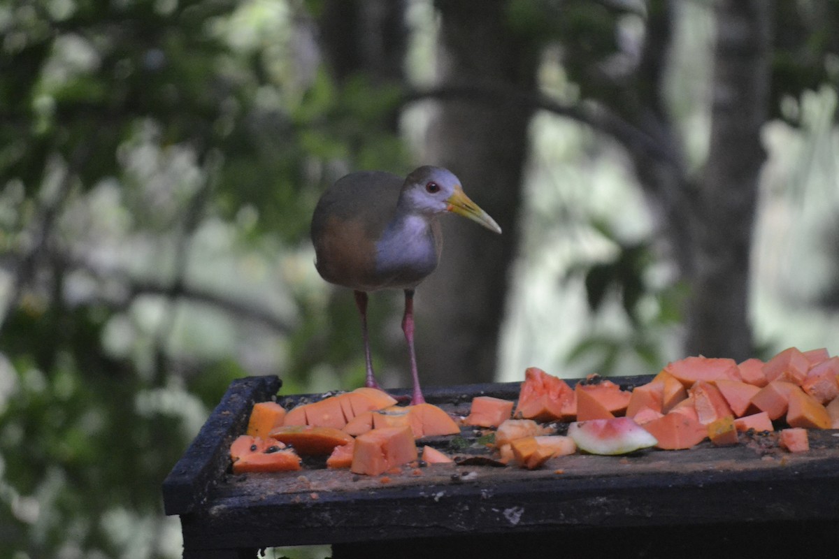 Russet-naped Wood-Rail - ML647036180