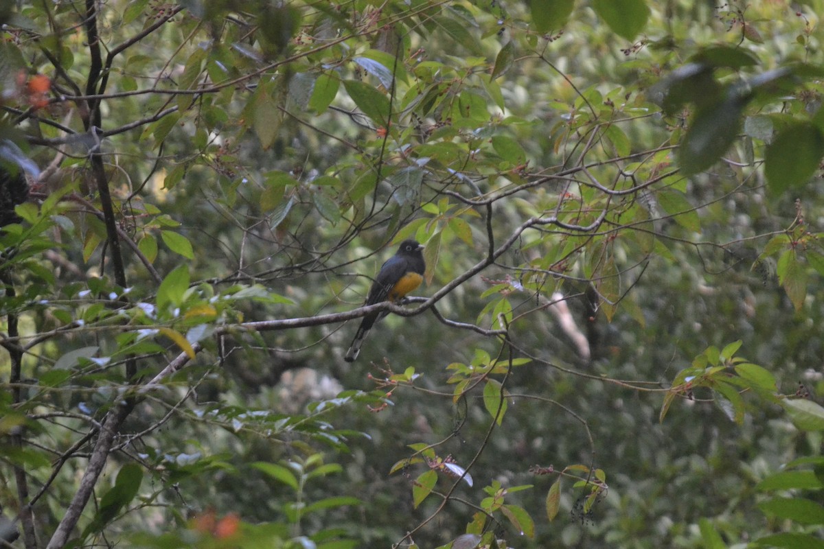 Black-headed Trogon - ML647036190