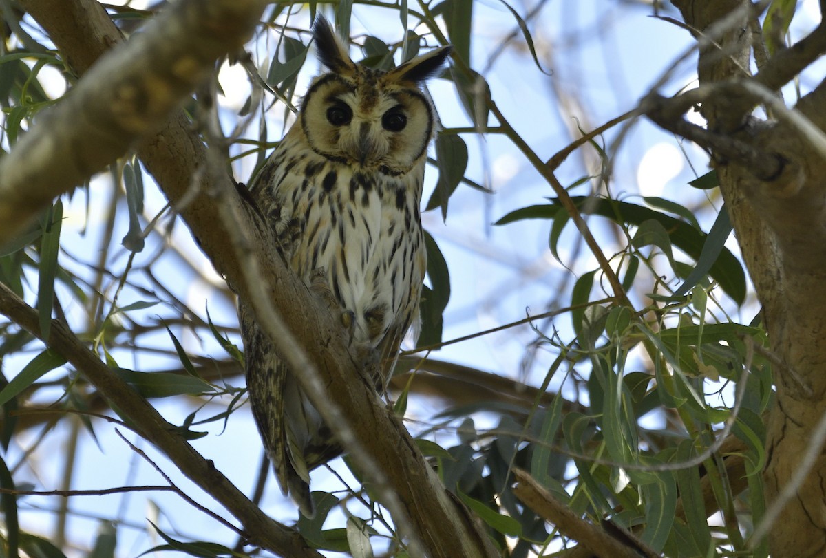 kalous proužkovaný - ML647036193