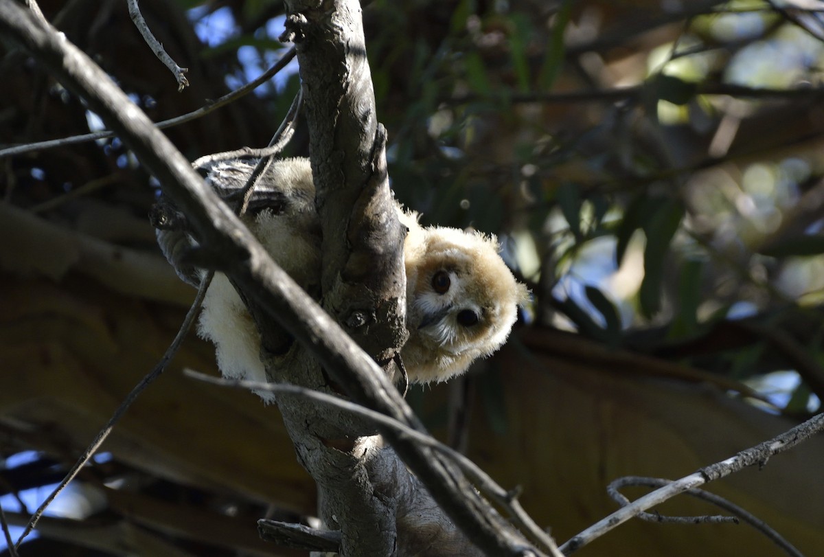 kalous proužkovaný - ML647036194