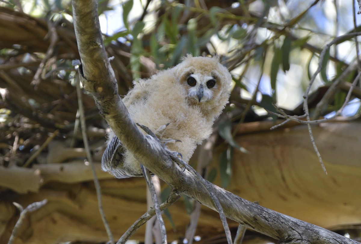 kalous proužkovaný - ML647036195