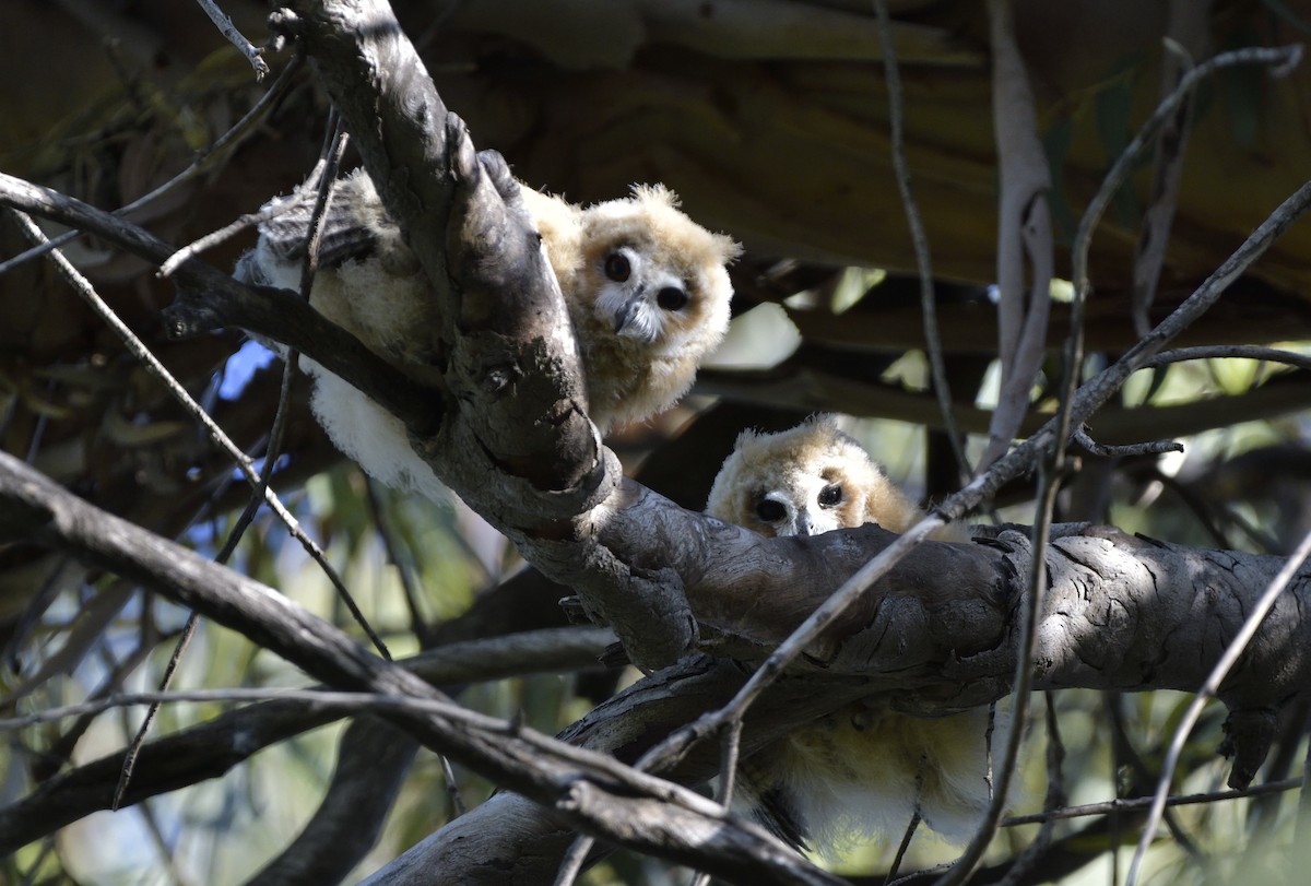 kalous proužkovaný - ML647036196