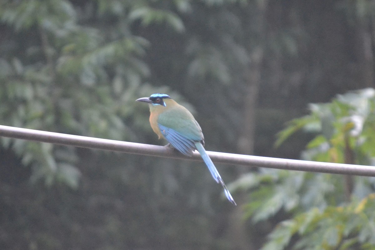 diademmotmot - ML647036200