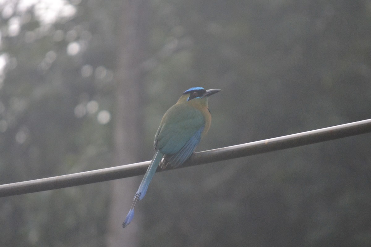 diademmotmot - ML647036201