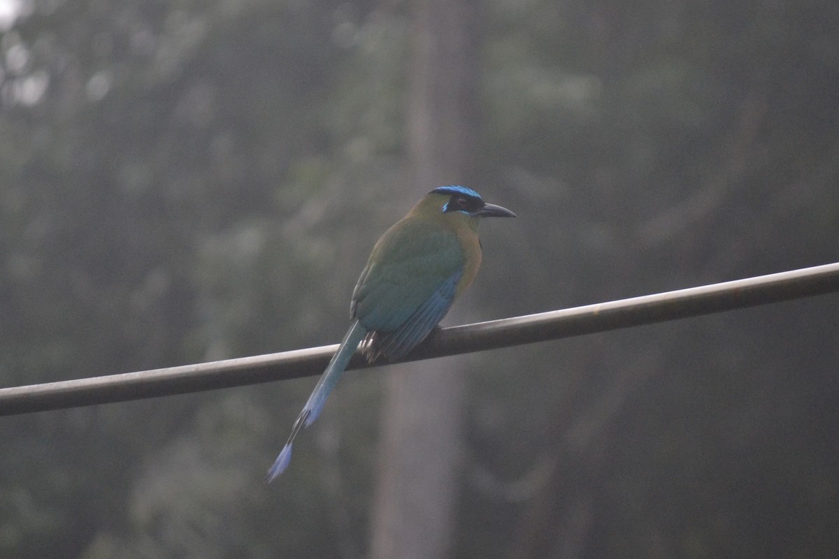 diademmotmot - ML647036202