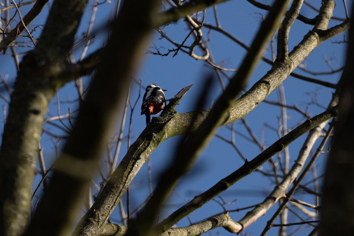 Pic épeiche (groupe major) - ML647036206