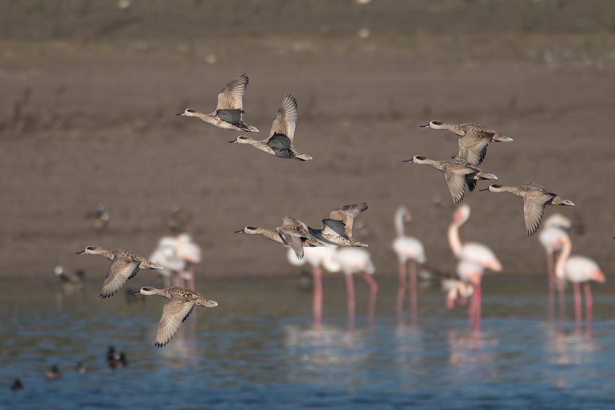 Marbled Duck - ML647036207