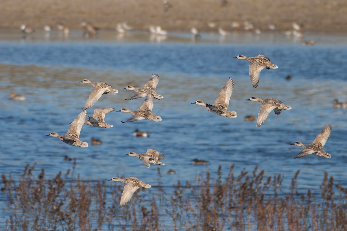 Marbled Duck - ML647036208