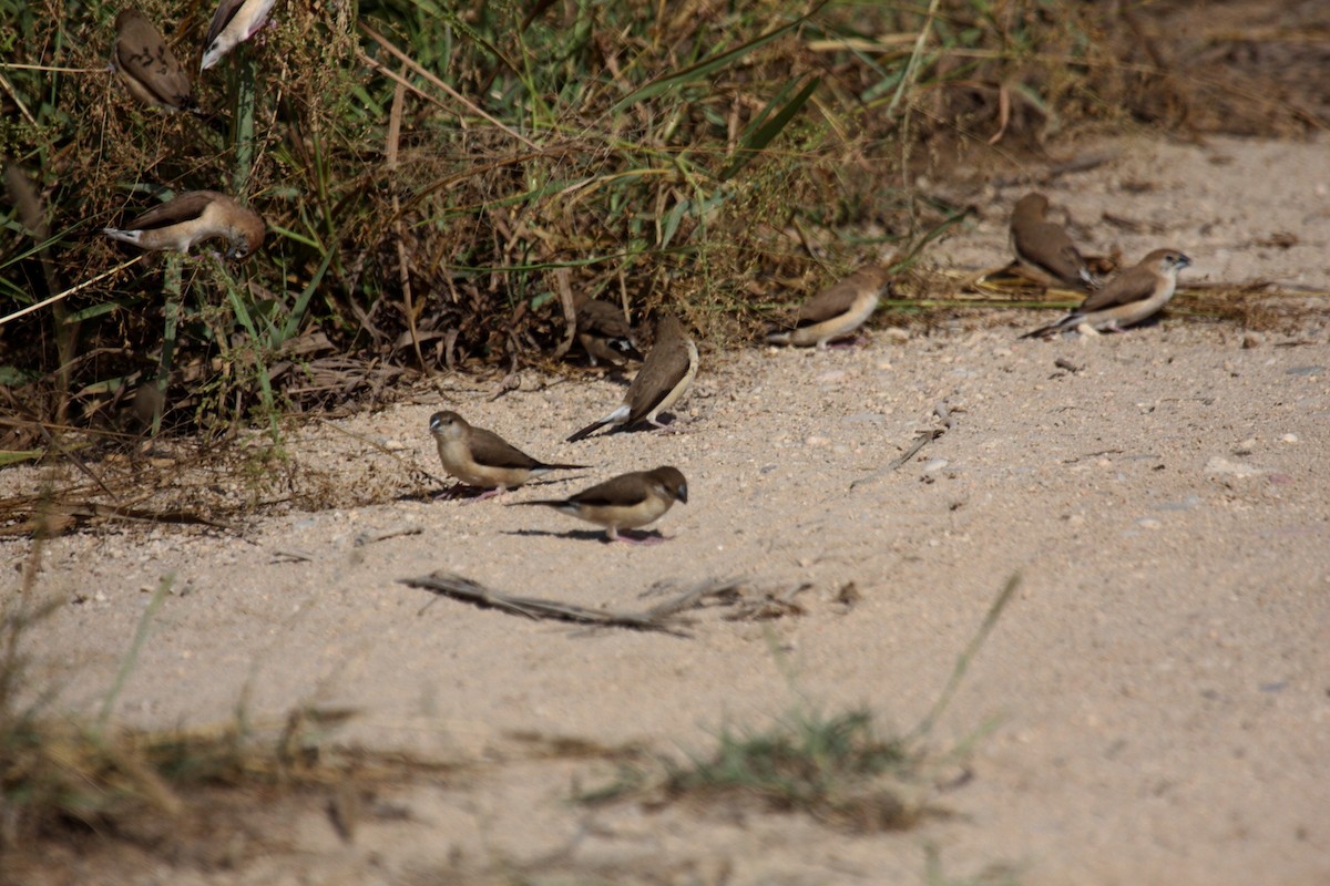 白喉文鳥 - ML647036218