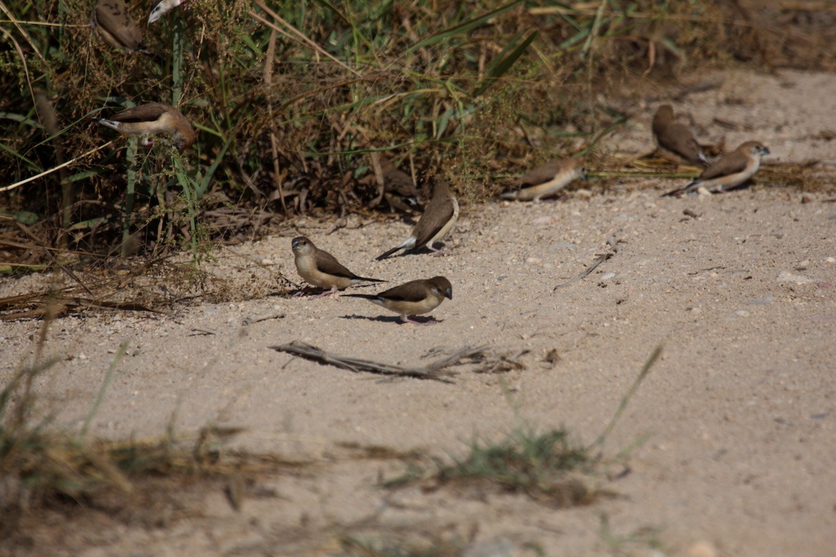 白喉文鳥 - ML647036219