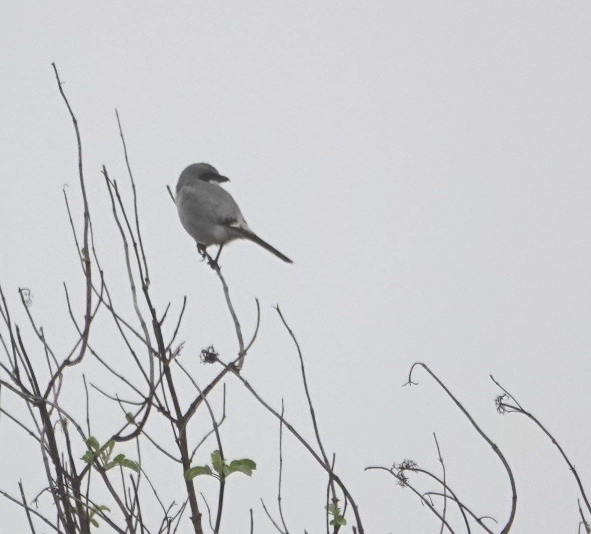 Loggerhead Shrike - ML647036225