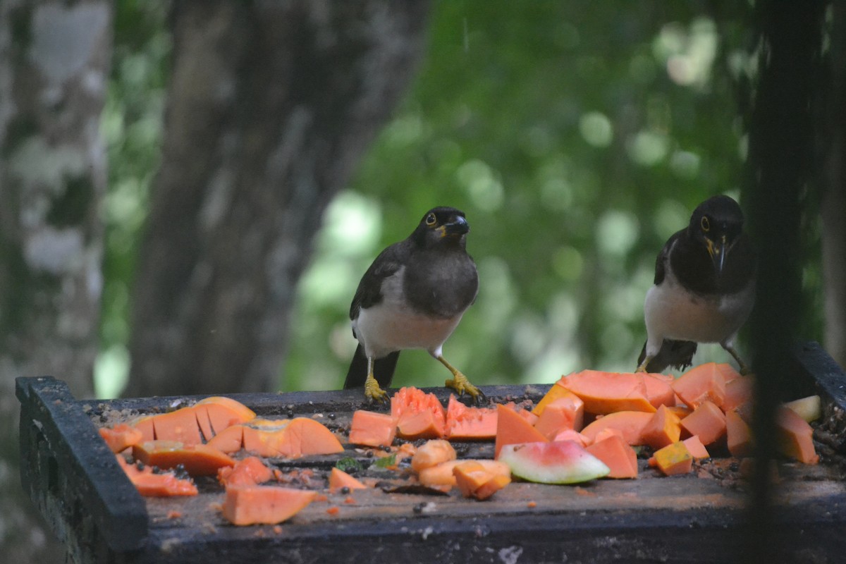 Brown Jay - ML647036226