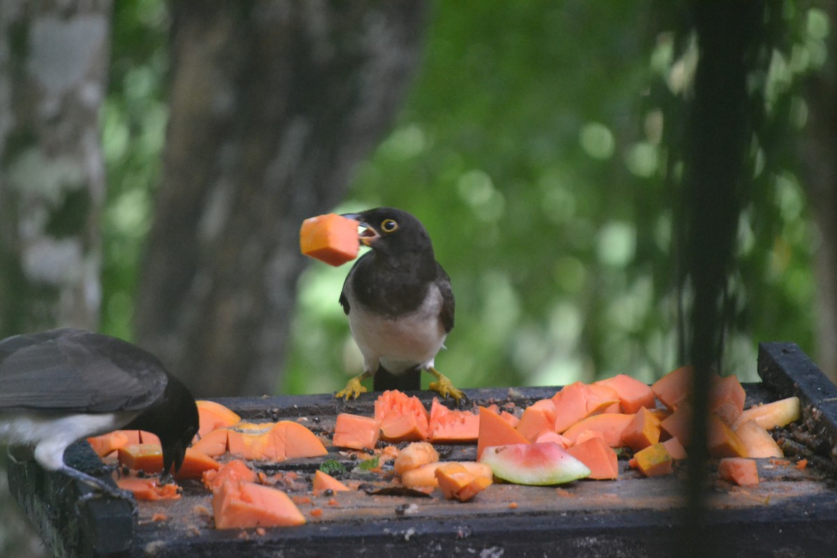 Brown Jay - ML647036227
