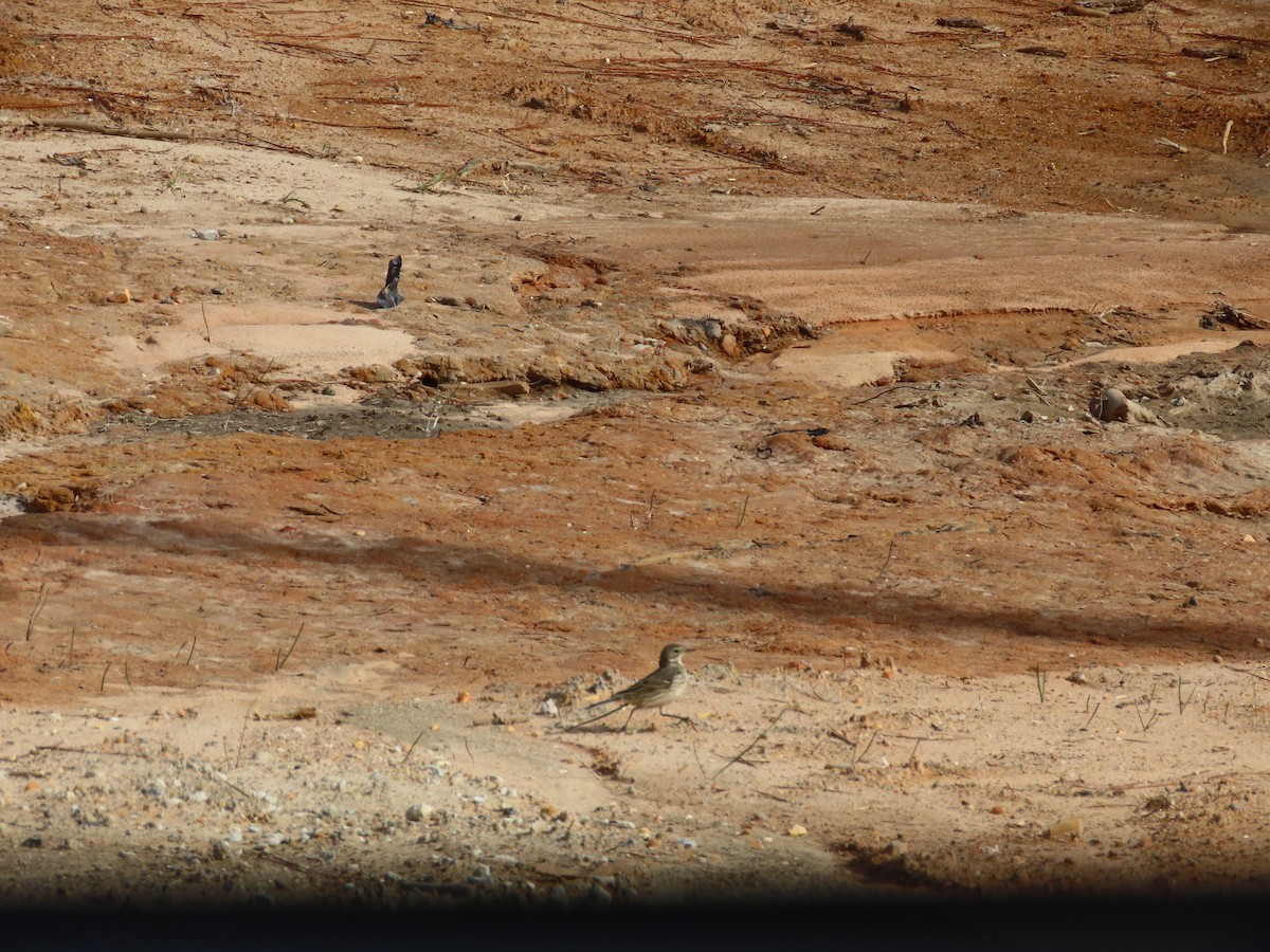 American Pipit - ML647036237