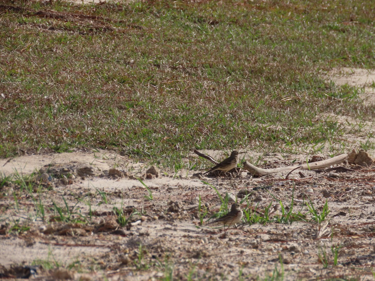 American Pipit - ML647036238