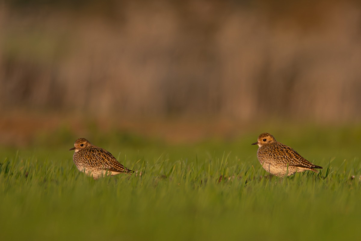 Сивка звичайна - ML647036240