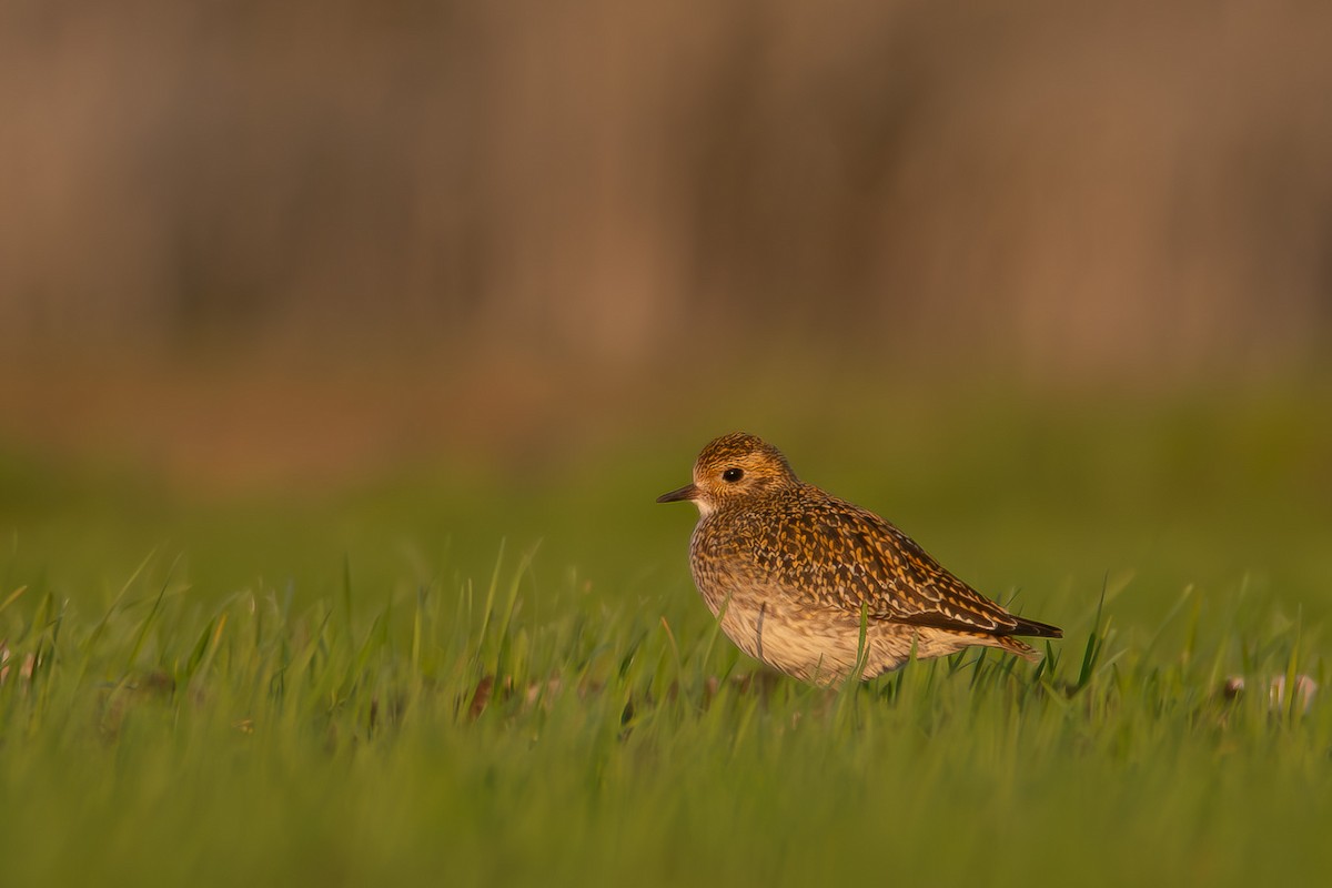 Сивка звичайна - ML647036241