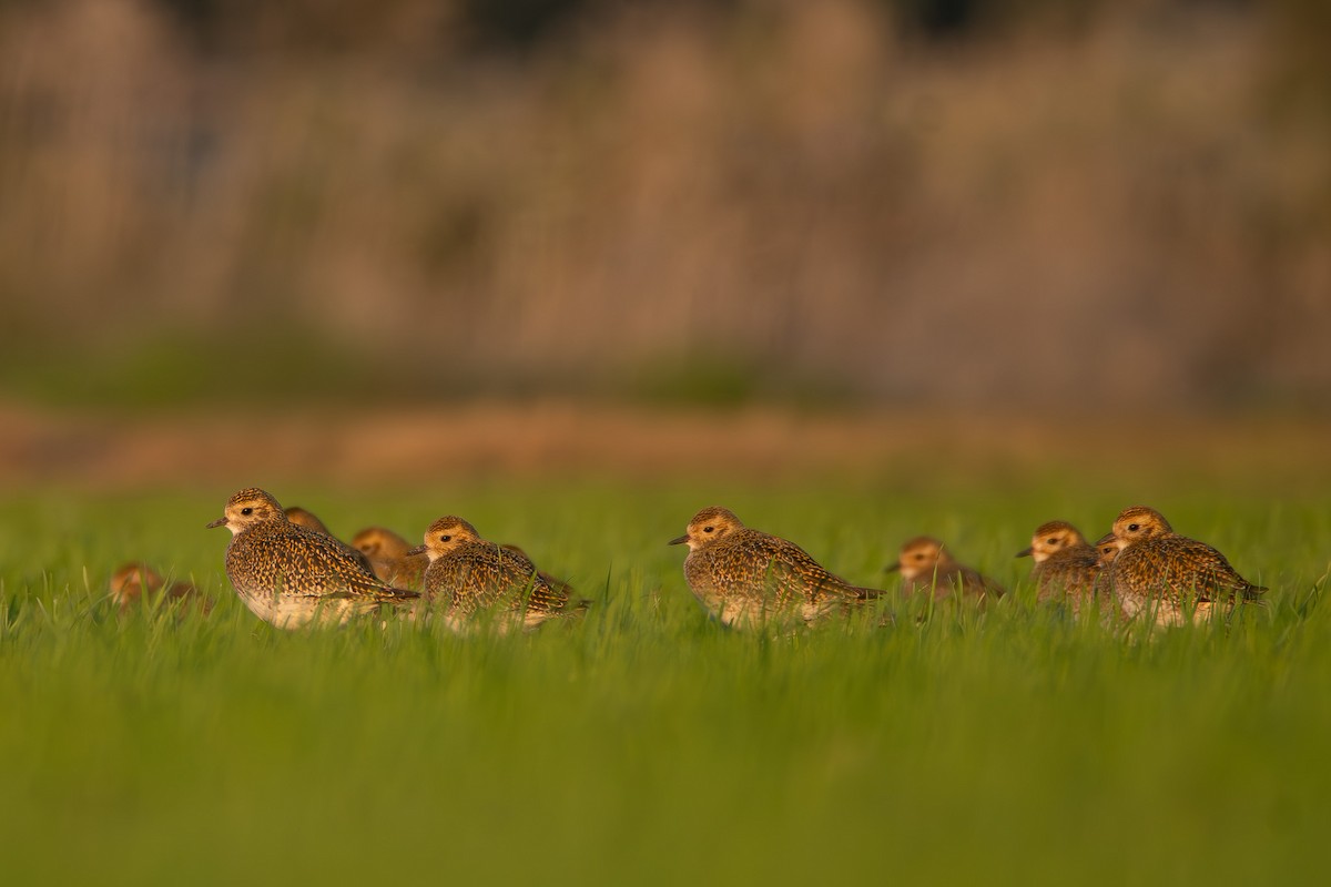 Сивка звичайна - ML647036242