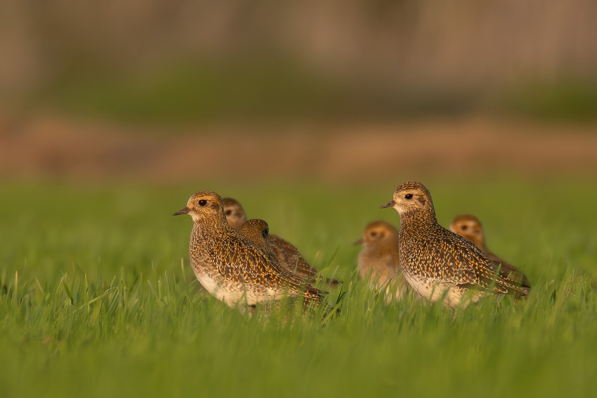 Сивка звичайна - ML647036243