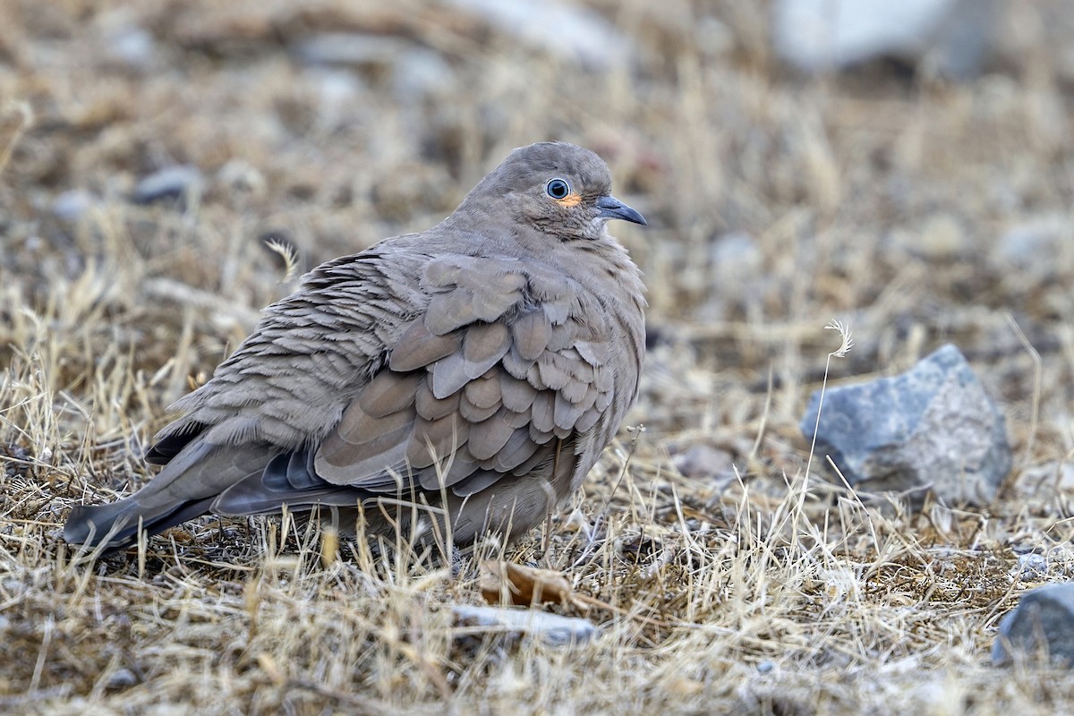 Black-winged Ground Dove - ML647036252