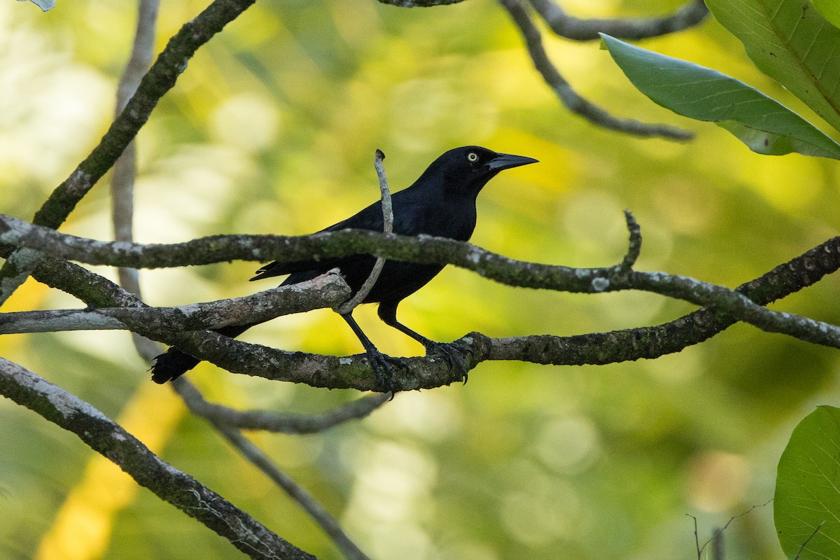 Greater Antillean Grackle - ML647036253