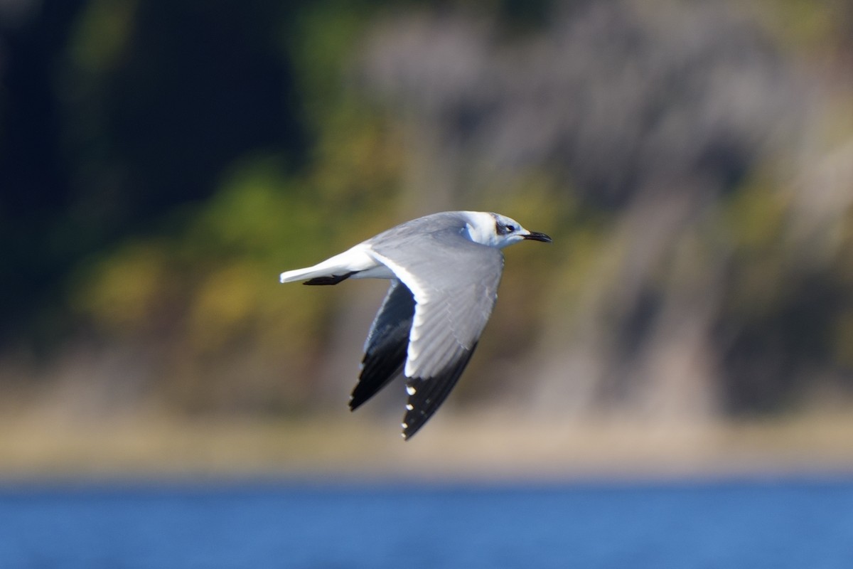 ワライカモメ - ML647036259