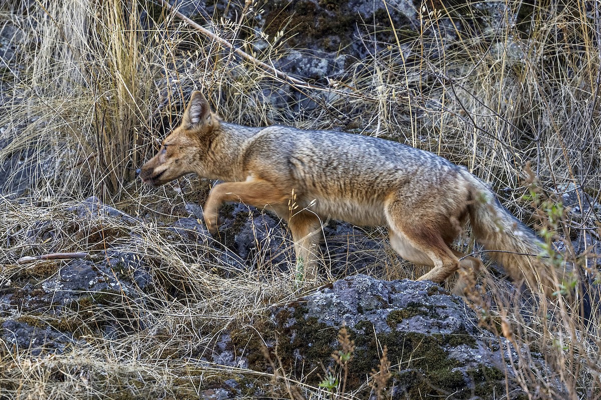 動物界 - ML647036261