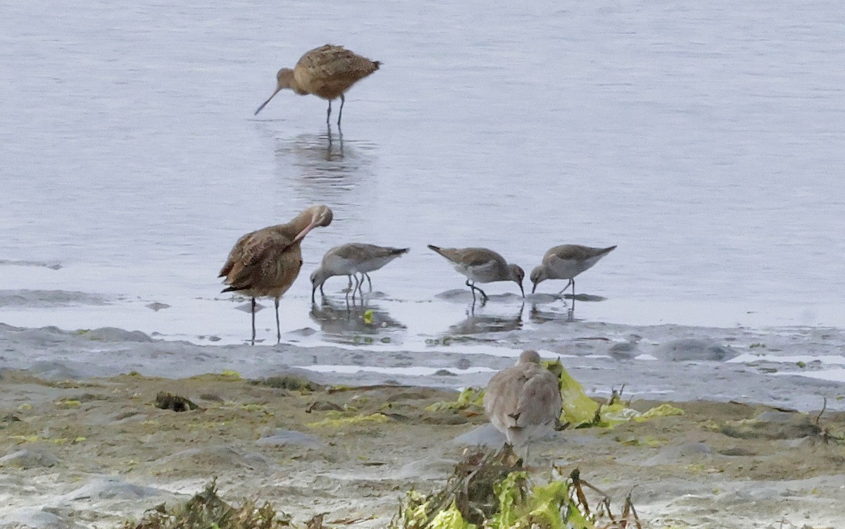 Bécasseau maubèche - ML647036269