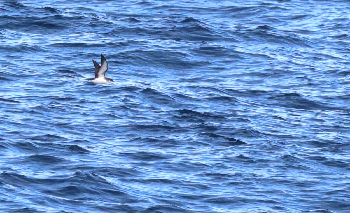 マンクスミズナギドリ - ML647036270