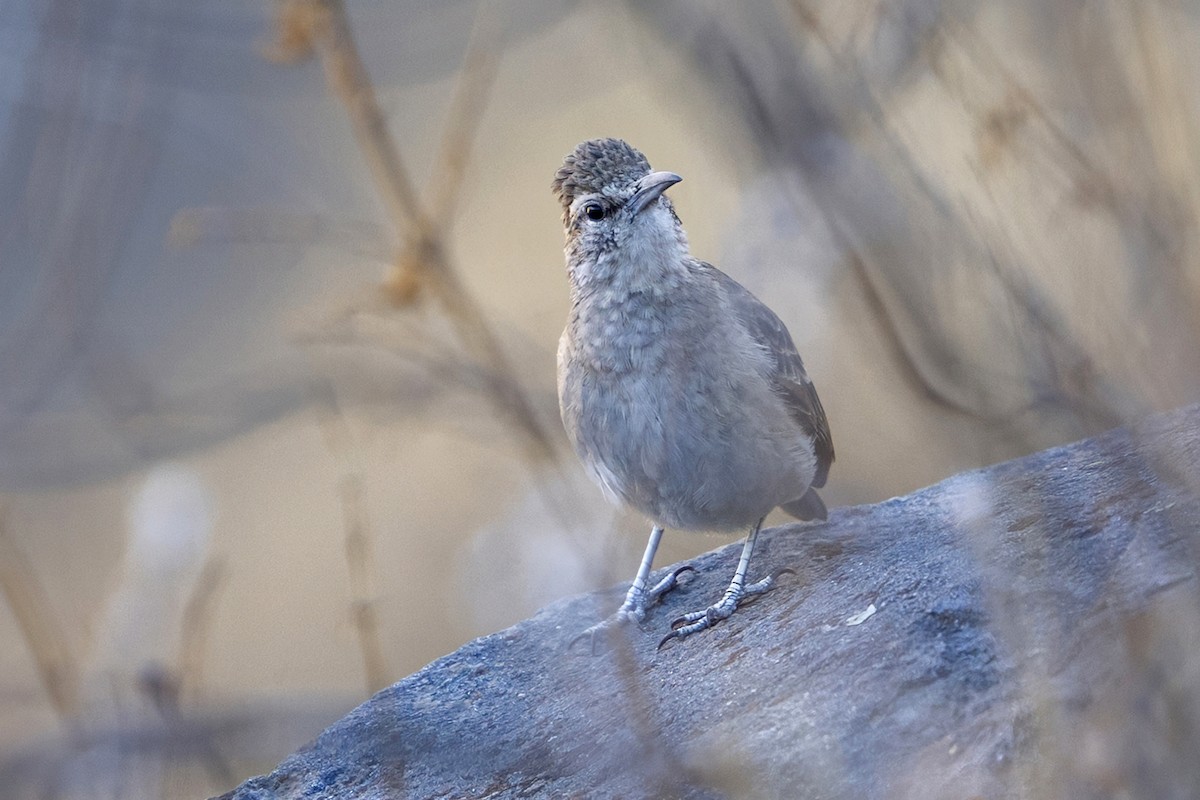 Thick-billed Miner - ML647036275