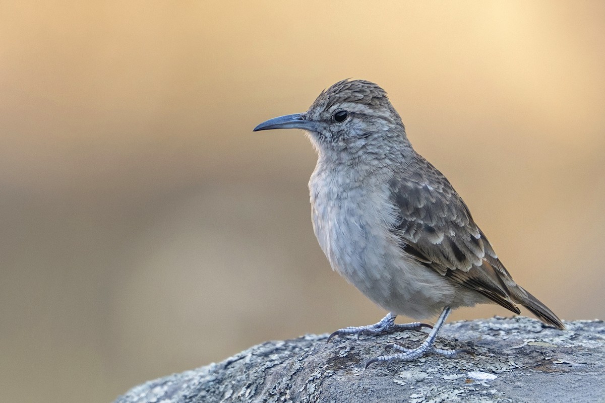 Thick-billed Miner - ML647036276