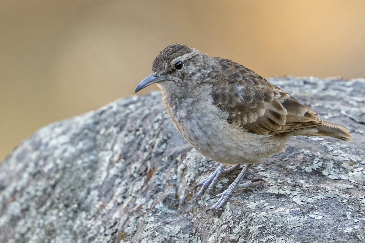 Thick-billed Miner - ML647036277