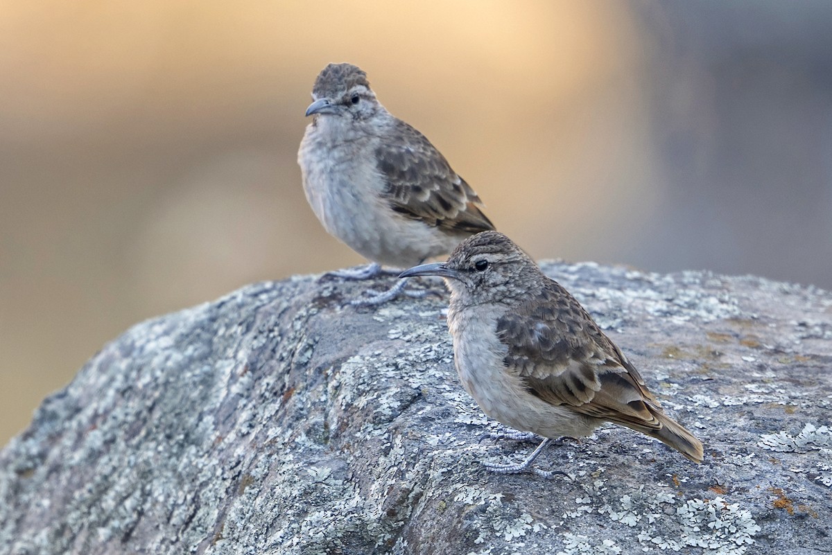 Thick-billed Miner - ML647036278