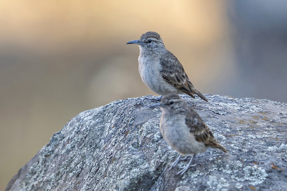Thick-billed Miner - ML647036279