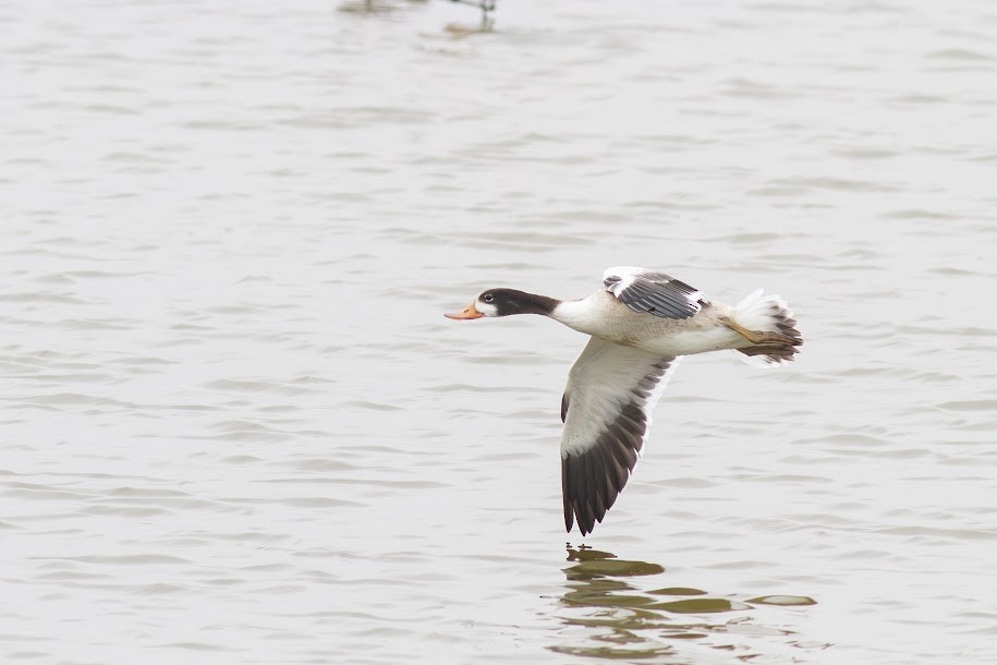 Paita arrunta - ML647036280