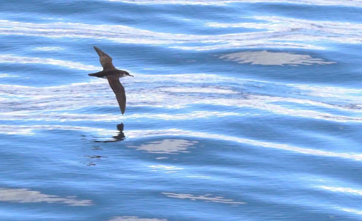 マンクスミズナギドリ - ML647036281