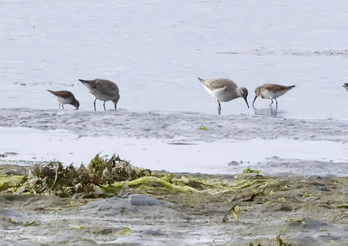 Bécasseau maubèche - ML647036288