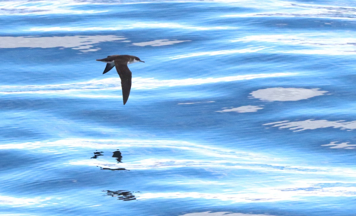 マンクスミズナギドリ - ML647036293