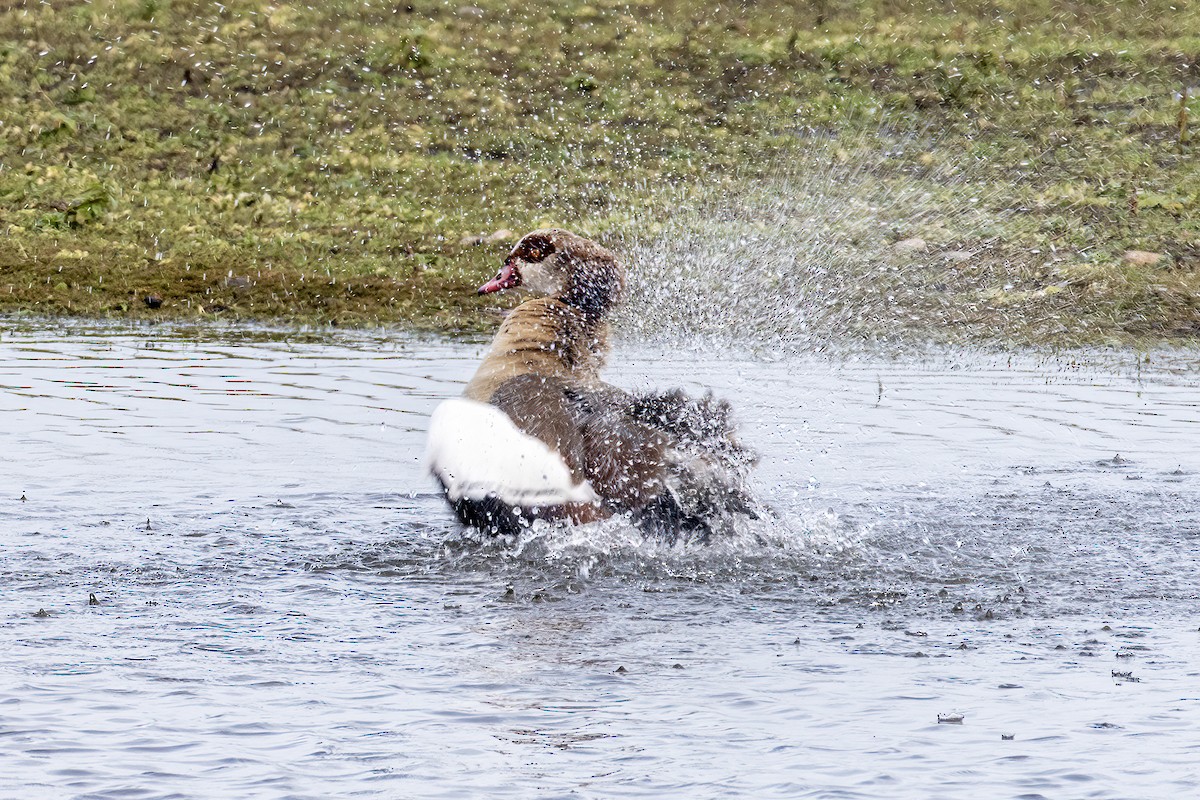 husice nilská - ML647036295