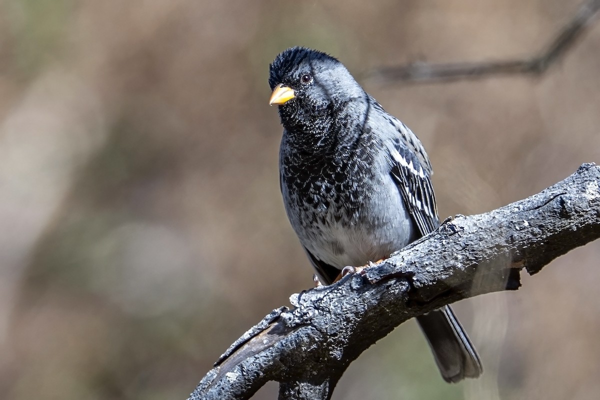 Mourning Sierra Finch - ML647036296