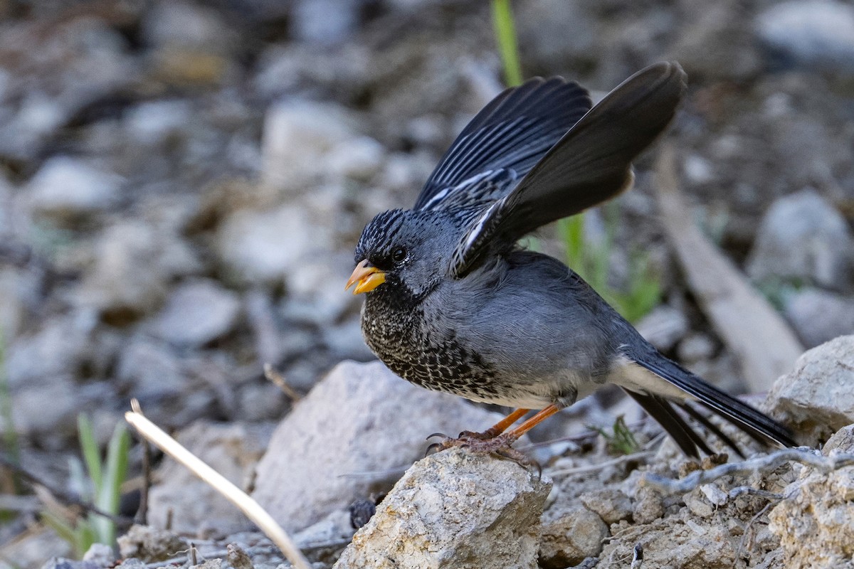Mourning Sierra Finch - ML647036297